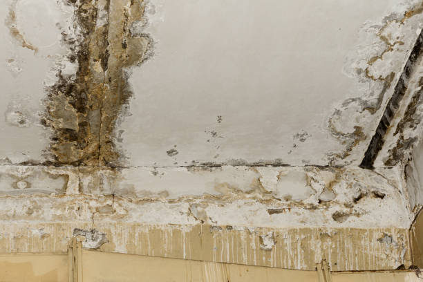 Best Post-Remediation Verification Testing  in Sterling, CO