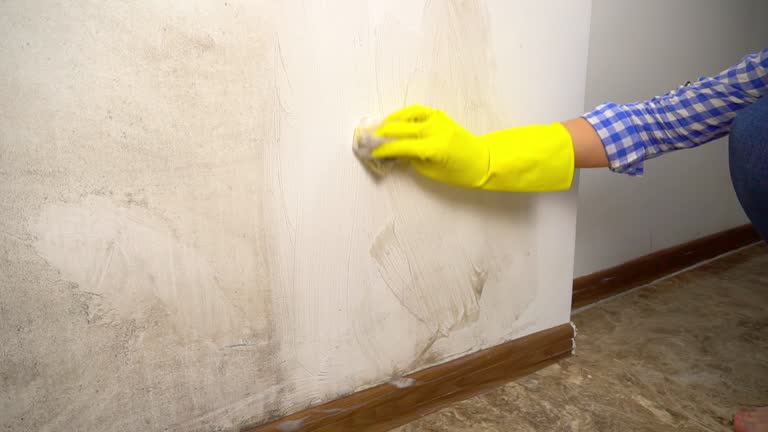  Sterling, CO Mold Removal Pros
