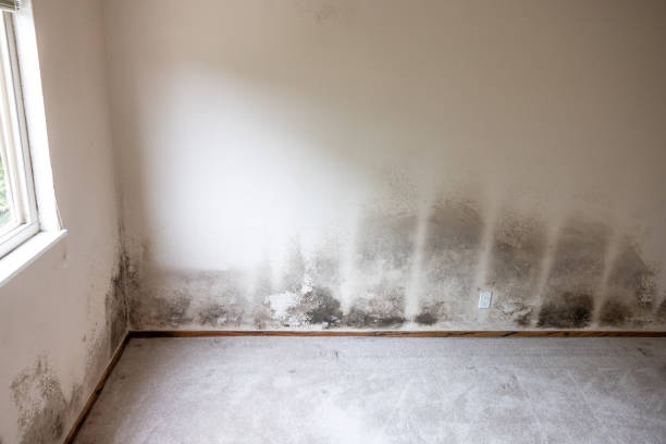 Dehumidification Services in Sterling, CO