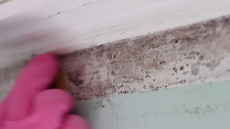 Best Environmental Consulting for Mold Prevention  in Sterling, CO